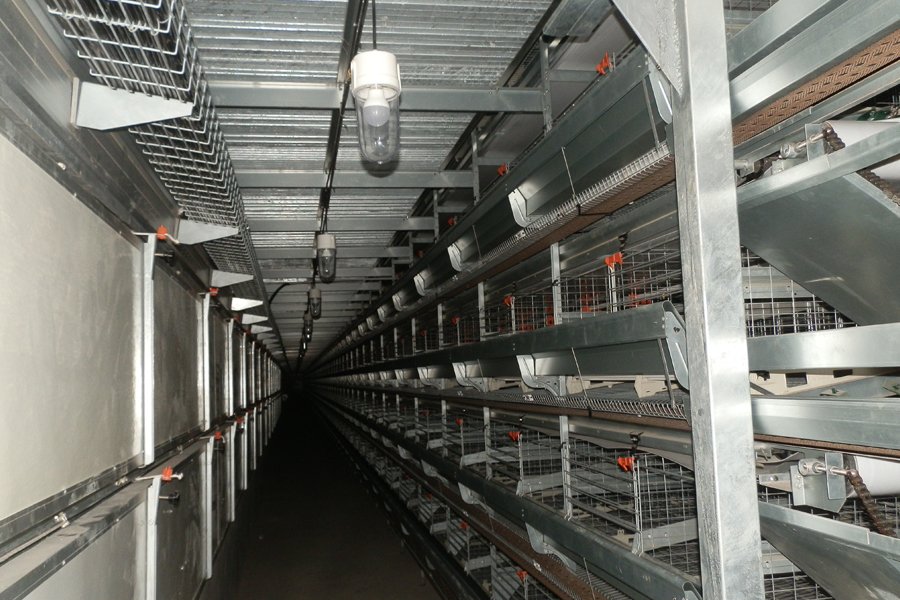 H type Layer cage equipment in prefab chciken house