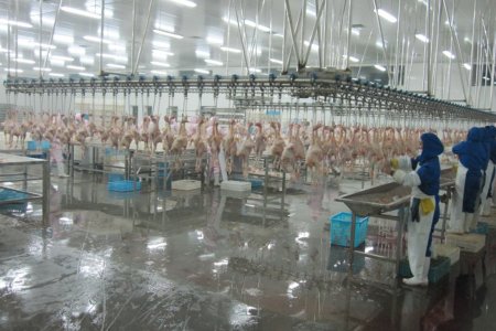 Prefab slaughter house and equipment (1 house /52*12*5 meter 500 birds/hour)