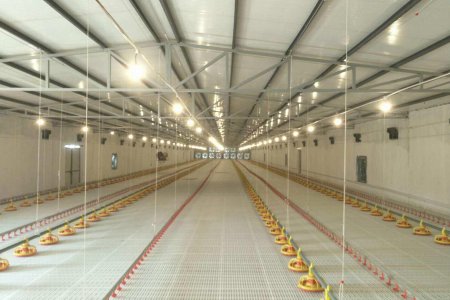 Chicken farm equipment (2houses /150ft*50ft 2.0kg -- 6,000pcs )