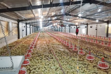 Chicken farm house and euipment(2 houses /75*12*2.5 meter 1.2kg -- 20,000pcs) 