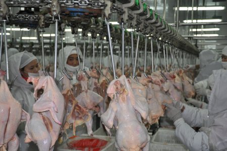 Chicken slaughter equipment（1house / 2000BPH chicken slaughter  production line）